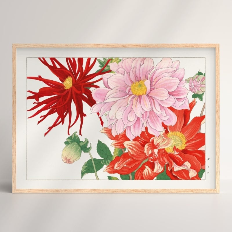 Japanese Dahlia Flower Print - A3